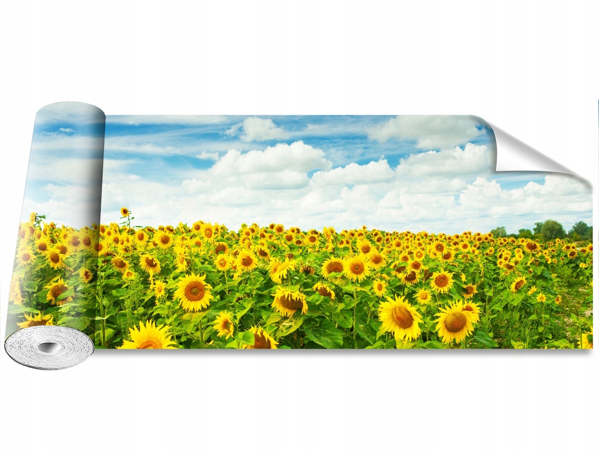 

Fototapeta Samoprzylepna Pole słoneczniki 250x104