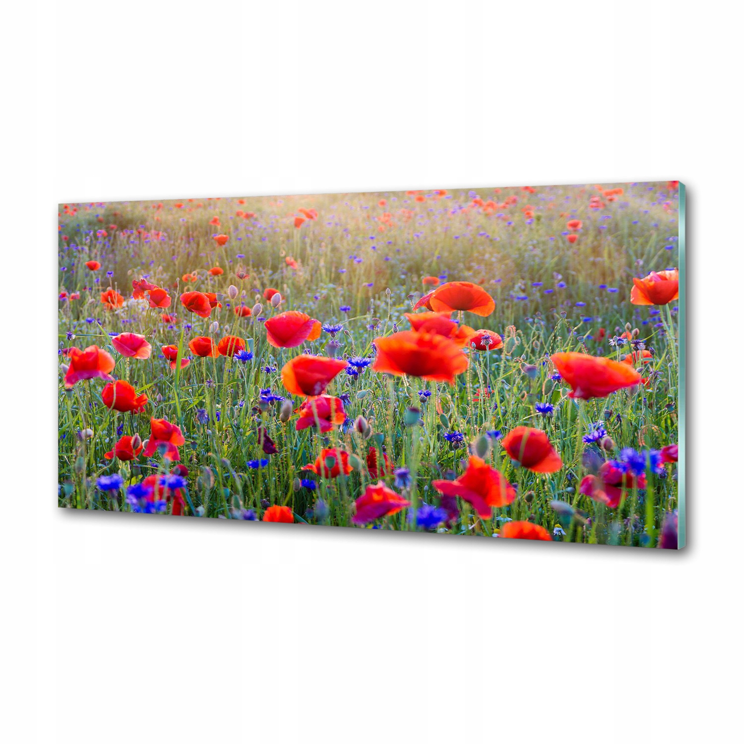 Panel dekor sklo Poľné kvety 120x60 cm Lepidlo