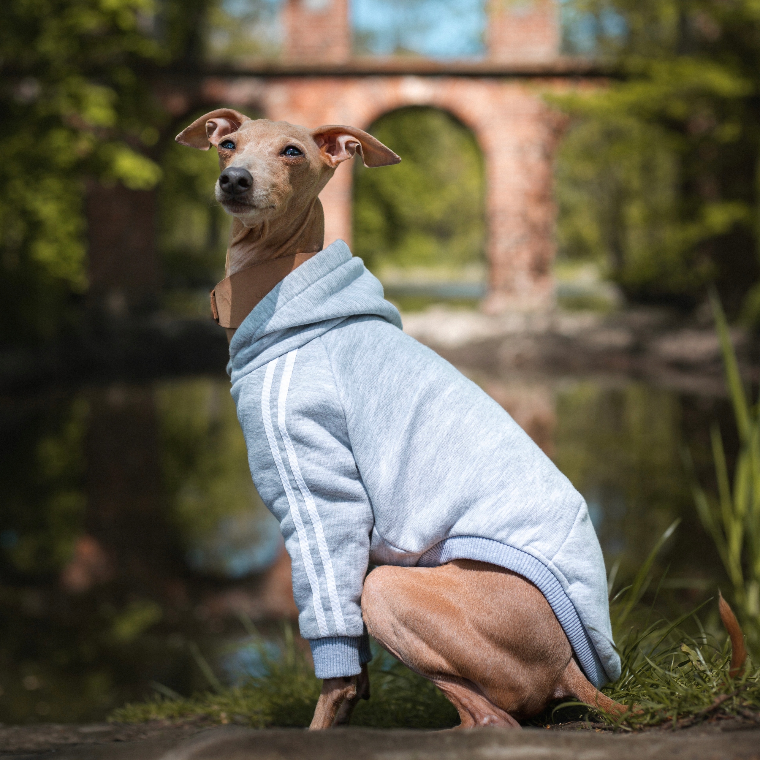 Levně Oblečení pro italského chrtíka Tepláková Mikina