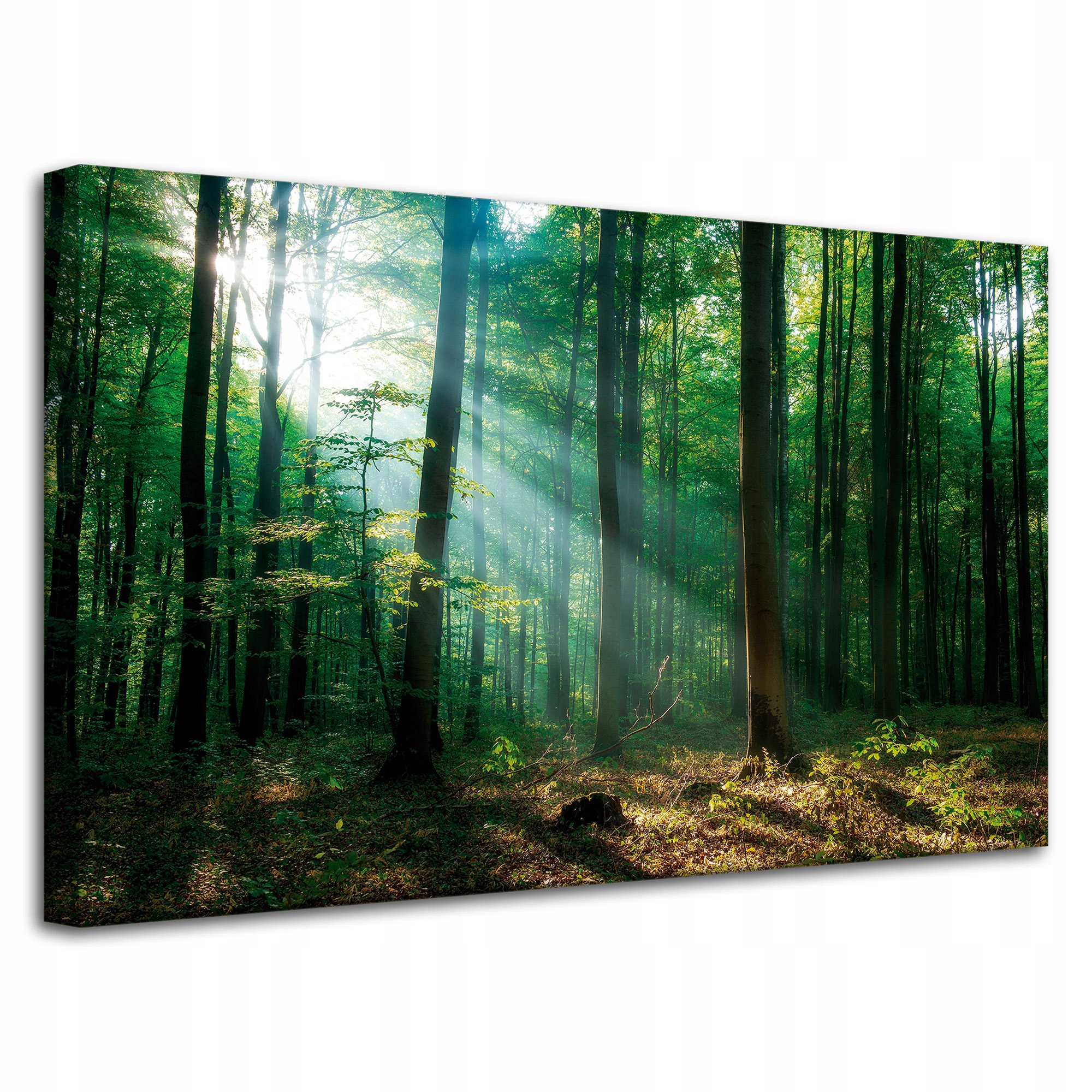 Obraz na plátně Les Stromy Sluneční paprsky 80x50 cm