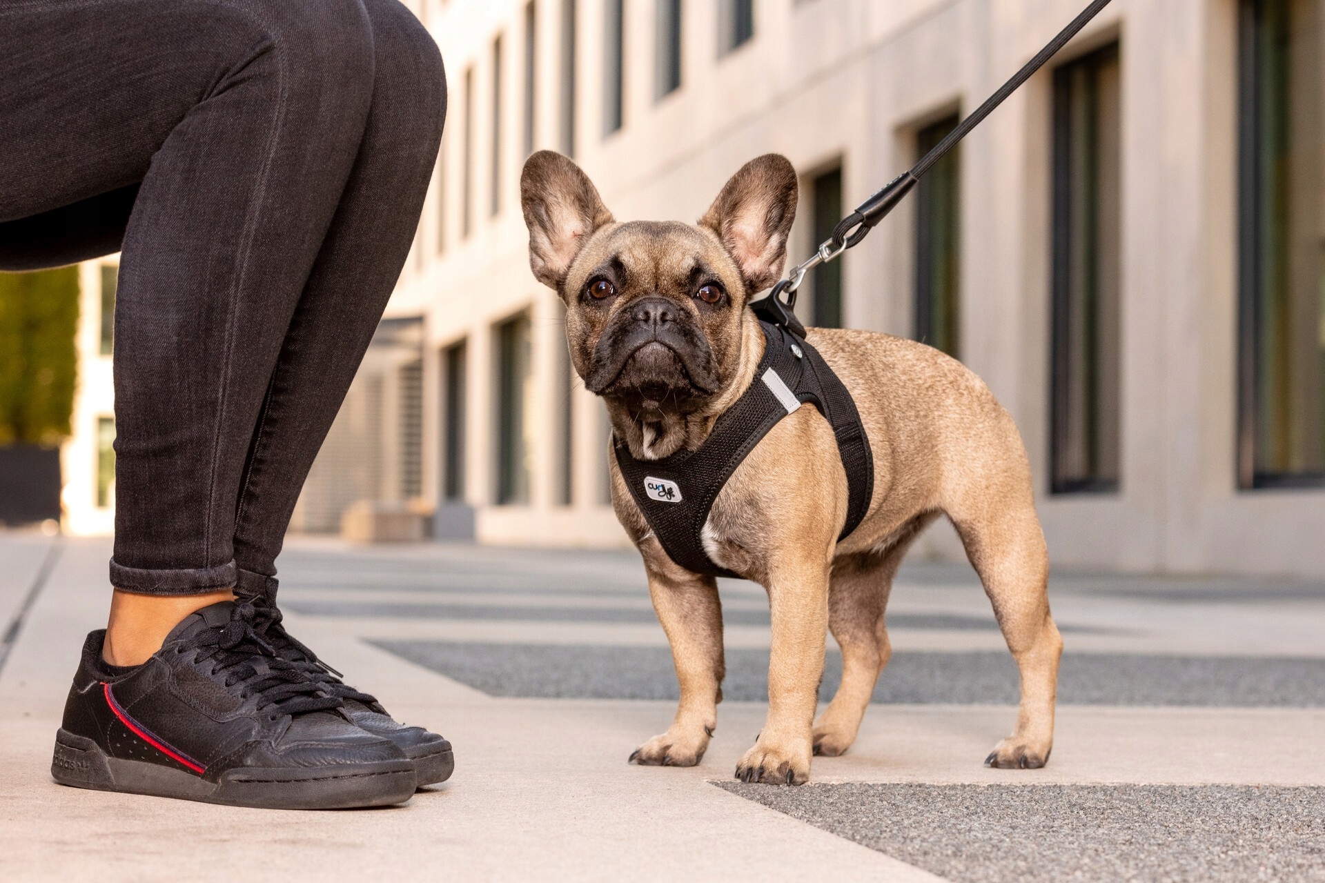 Postroj pro psy a kočky Curli Claps Air-Mesh černý 2XS