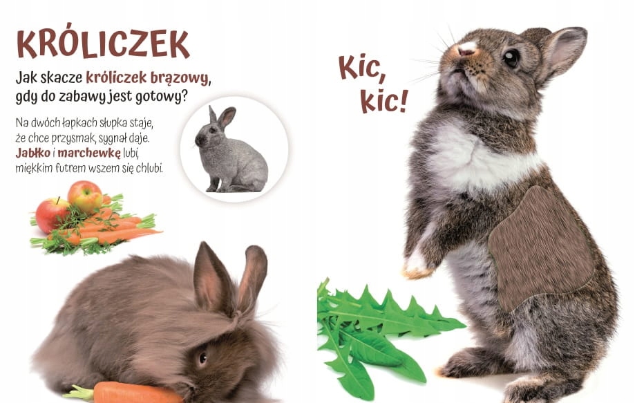 POGŁASZCZ DOMOWE ZWIERZĄTKO PRZYTULKI książka sensoryczna dla dzieci ISBN 9788381811170