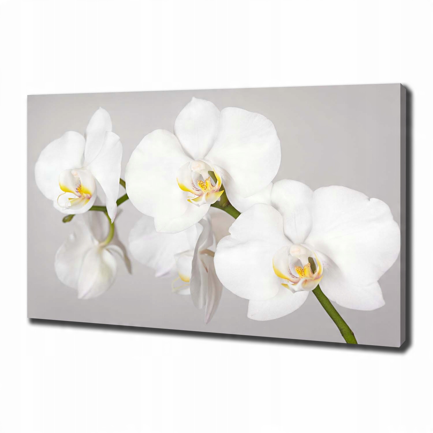 

Foto obraz canvas na ścianę Orchidea 100x70 cm