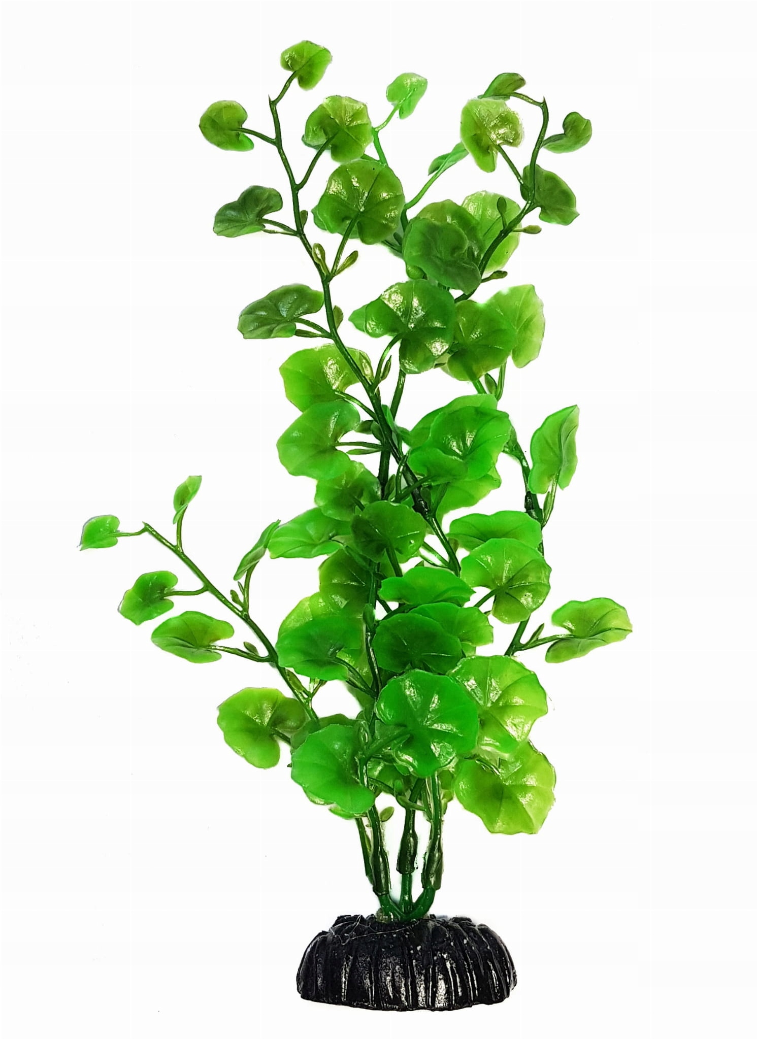

Roślina akwariowa Rzeżucha 10 cm