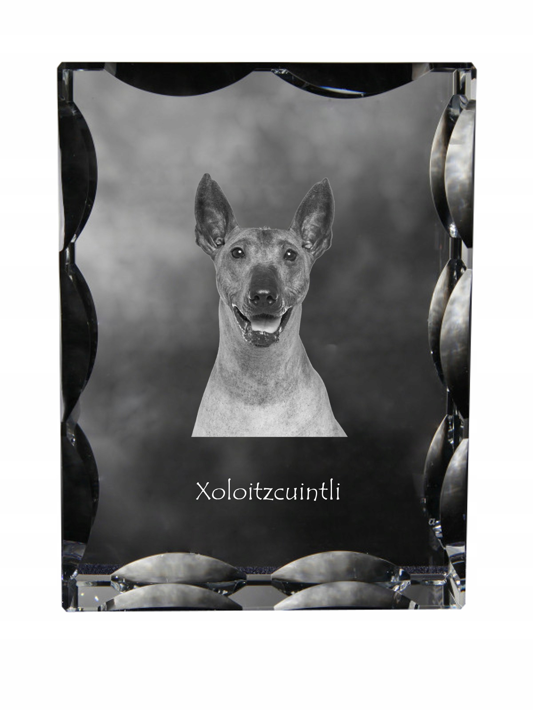 Nahý mexický pes, fotografia psa v ozdobnom kryštáli, suvenír, dekorácia