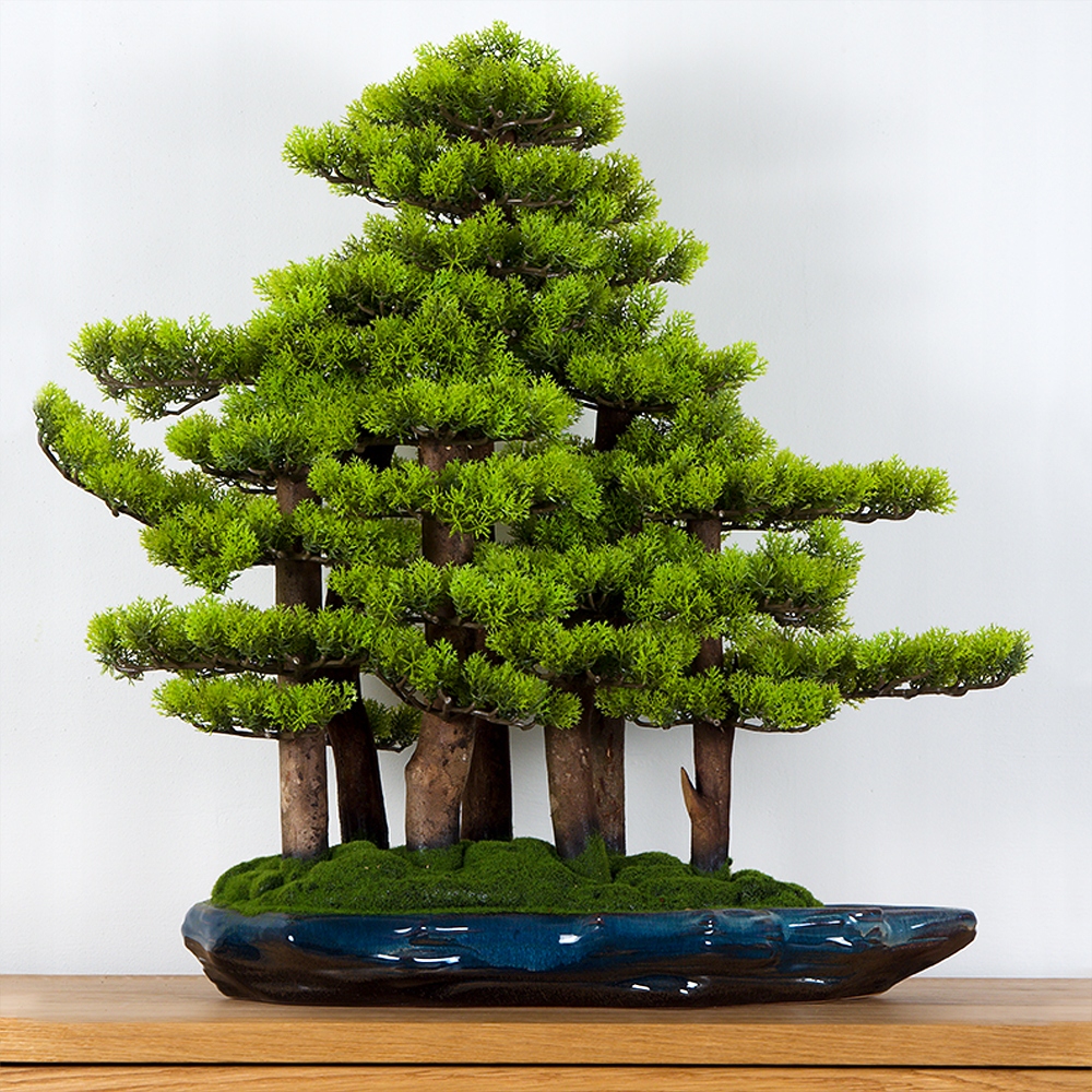 Izbová dekoratívna bonsai borovicový les (PN-74)
