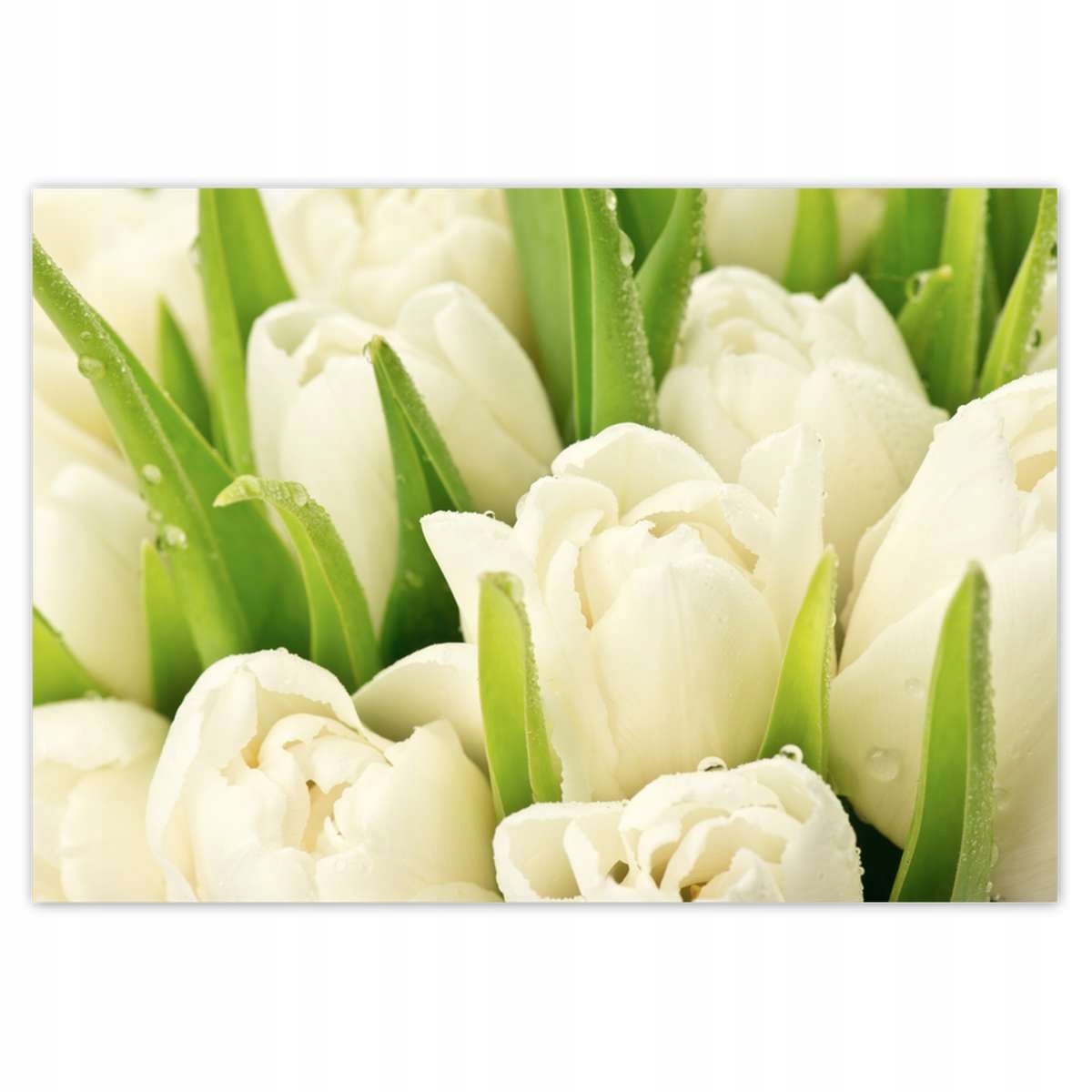 Fototapety 416x290 Jemné tulipány