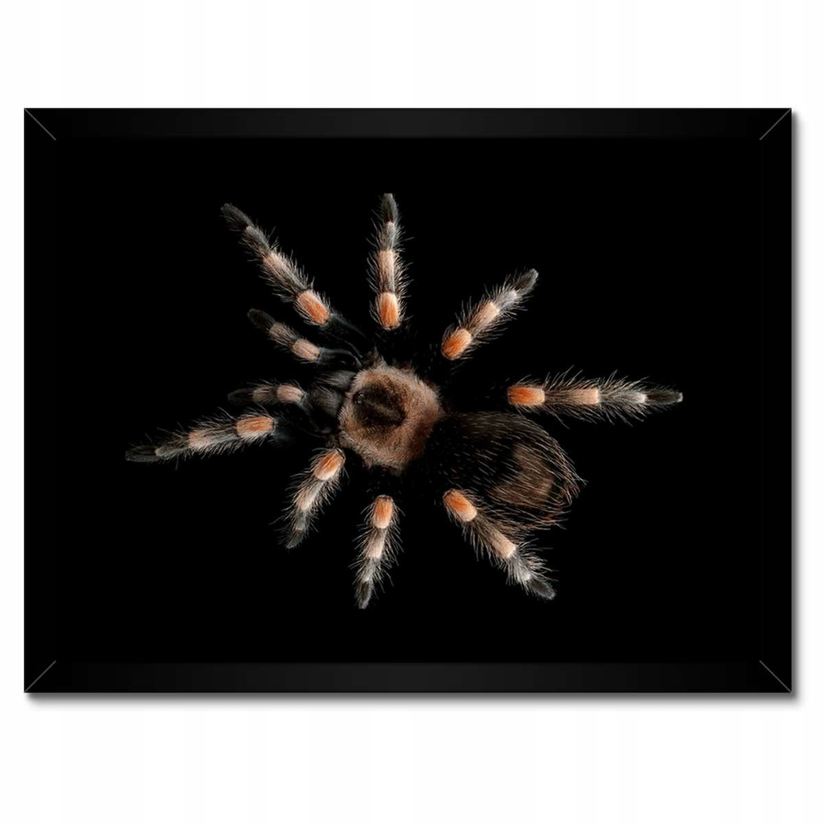 Plakáty v rámu 40x30 Velká tarantule pavouk