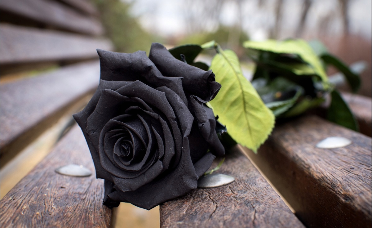 

Tapeta flizelinowa Czarna róża - 416x254