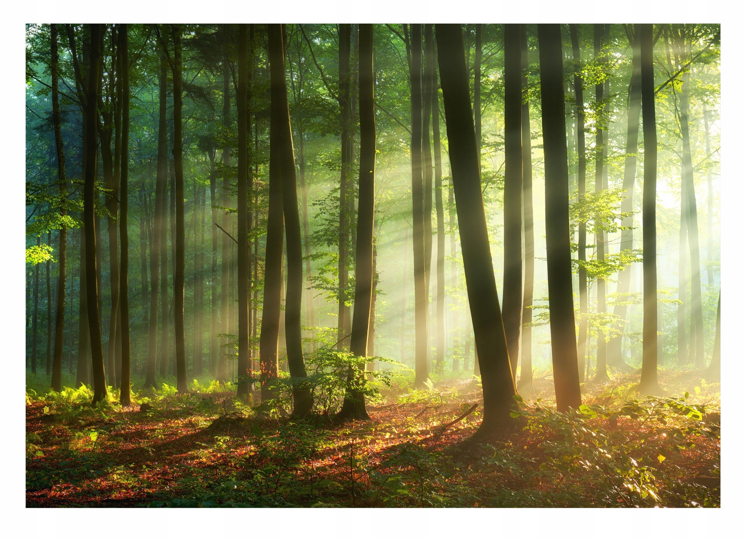 

Fototapeta Las Słońce Drzewa Do Sypialni 368x254