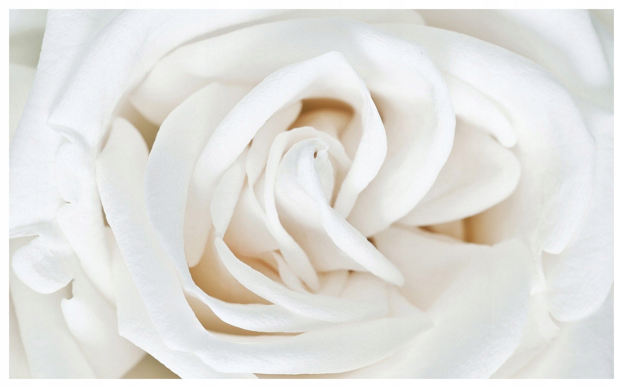 Fototapeta Bílé květy Jemné vločky Krémové odstíny 200x140 lepidlo