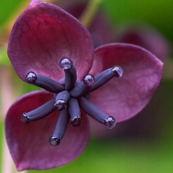 AKEBIA ШОКОЛАДНАЯ БЫСТРОРАСТУЩАЯ ЛИАНА ДЛЯ БЕСЕДКИ