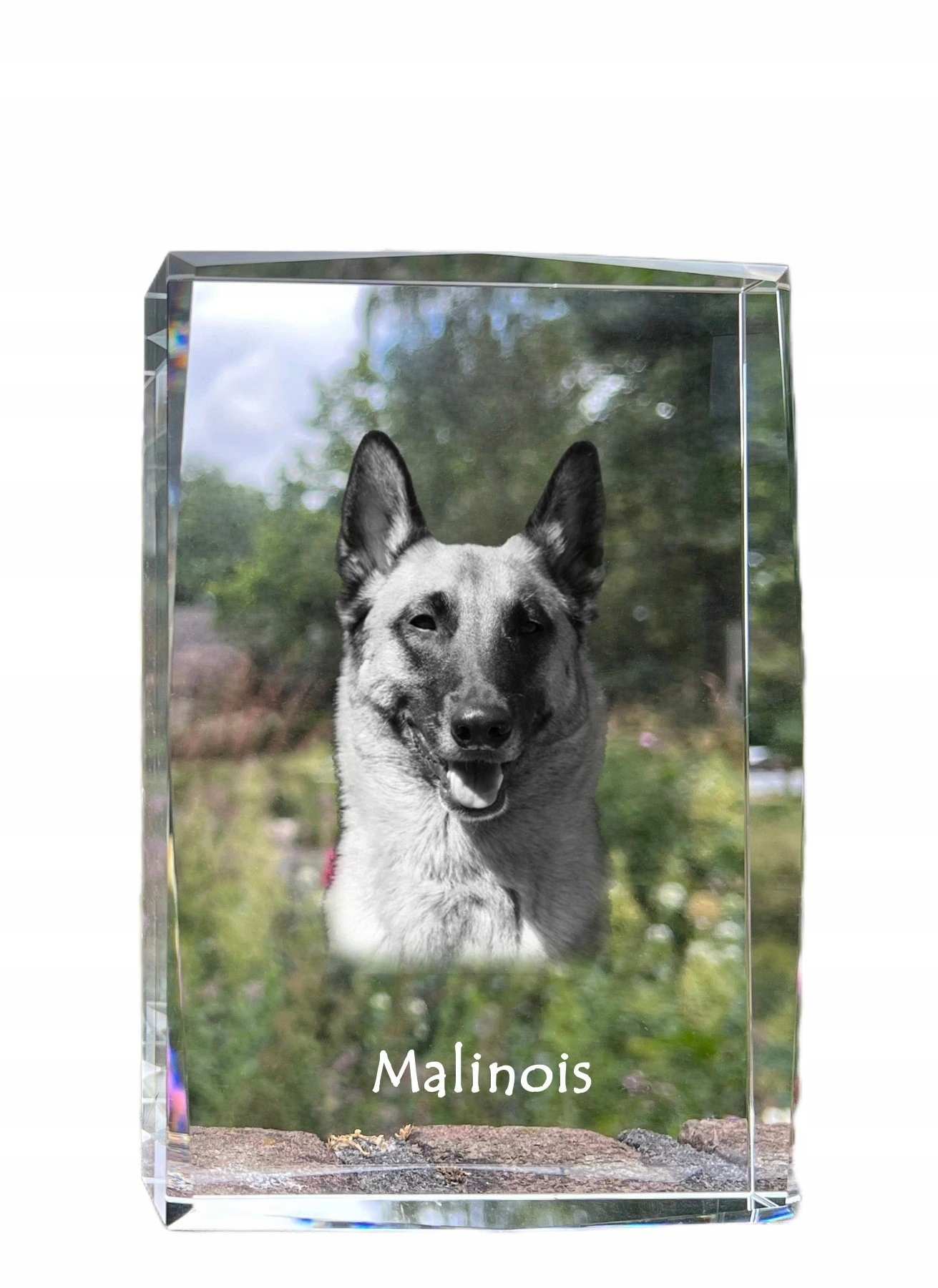 Malinois Belgický ovčiak fotografia psa v kryštáli, suvenír, trofej