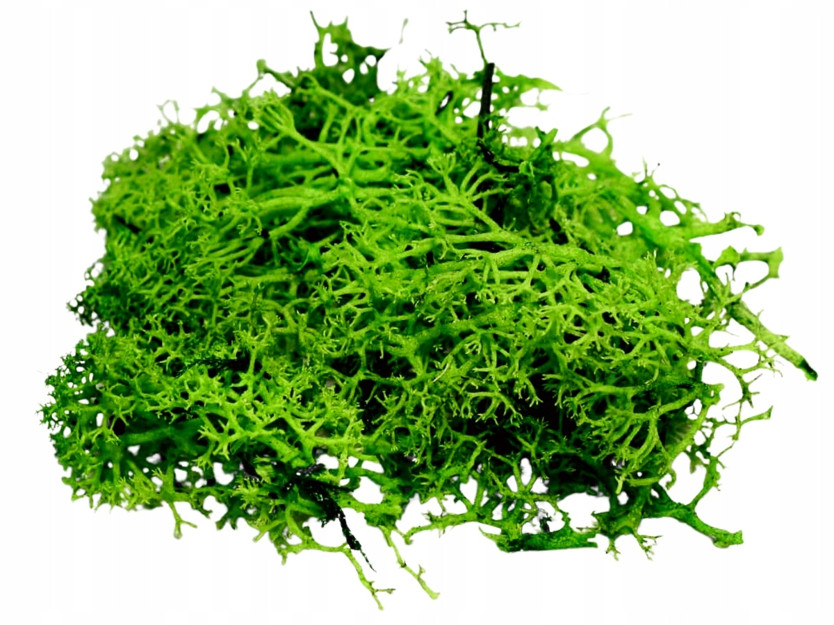 

Mech ozdobny naturalny Chrobotek trawiasty 50g