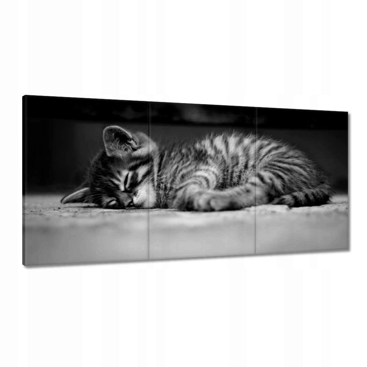 Obrazy 180x90 Mačiatko Mačka