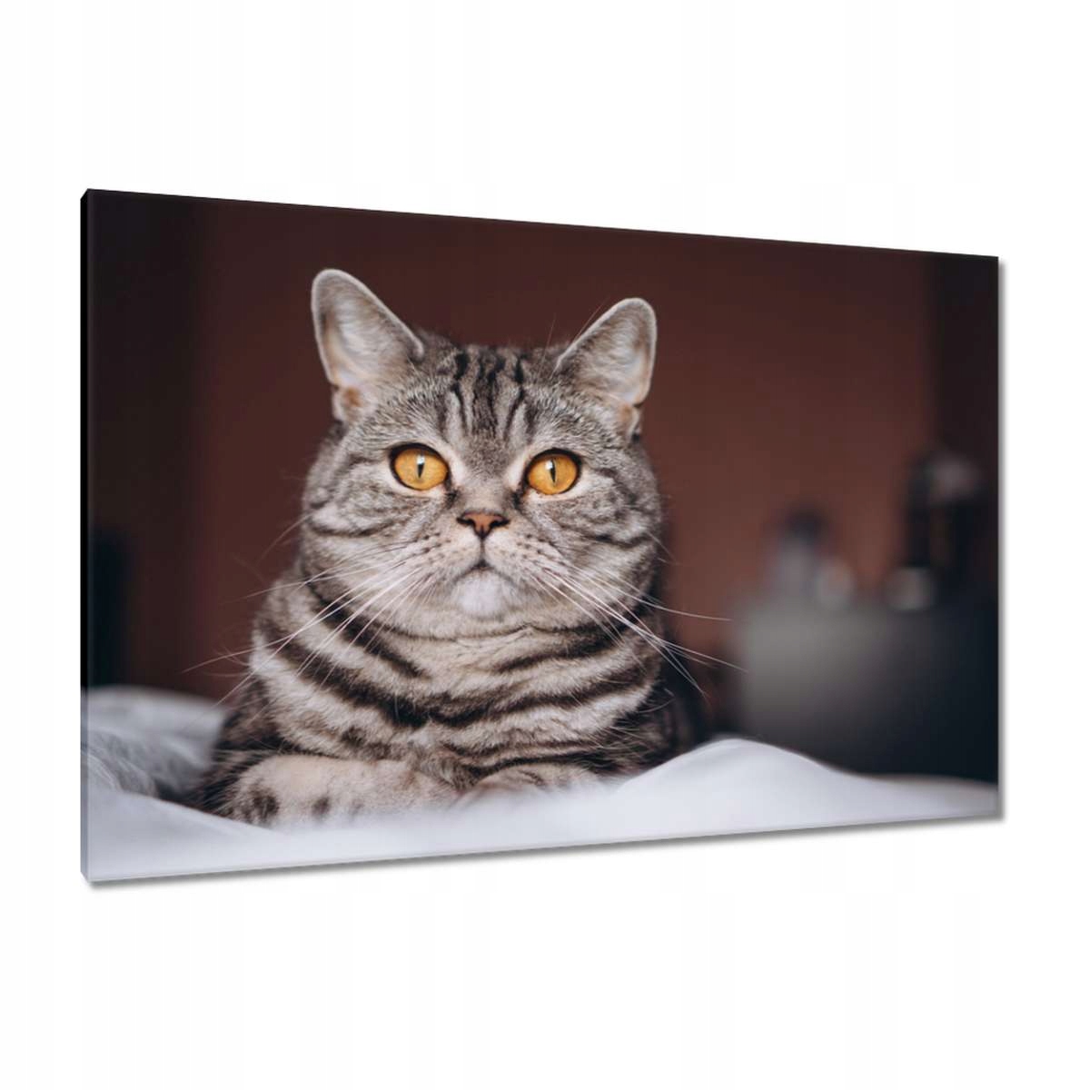 Obrazy 120x80 Kočka Kotě Kočičky Kočička