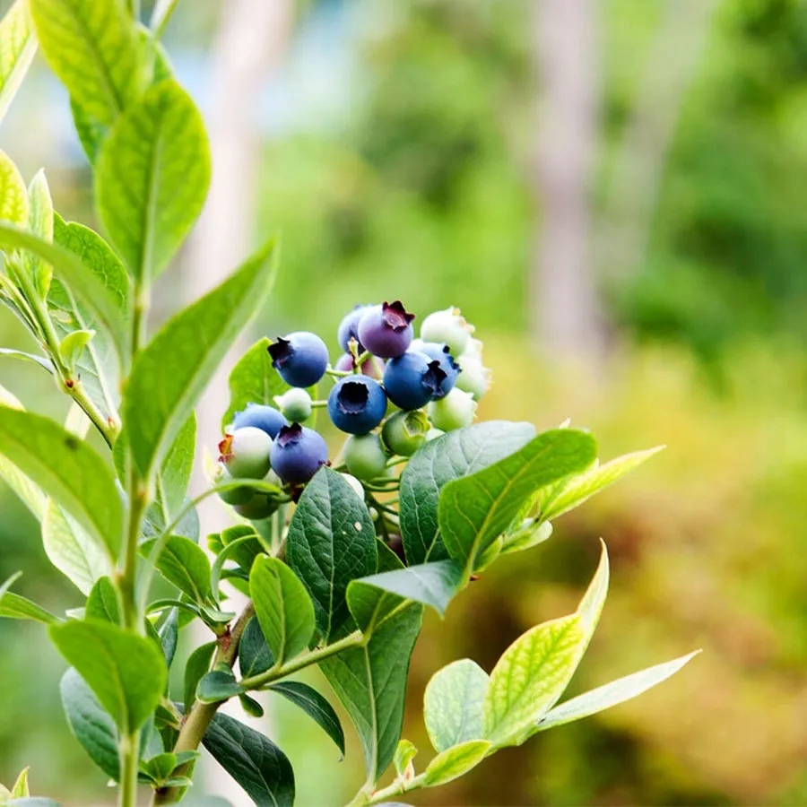 ZIEMIA PODŁOŻE DO BORÓWKI 50L NAWÓZ TORF KWAŚNY pH 3.5-4.5