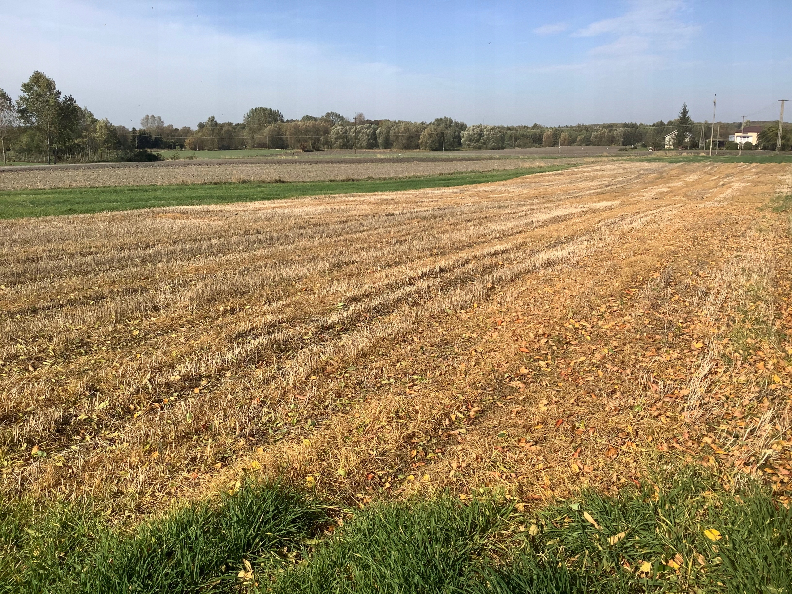 ROUNDUP 360 PLUS 5L NA CHWASTY TOTAL RANDAP Kod producenta PREPARAT Z GLIFOSAT ZWALCZA PERZ