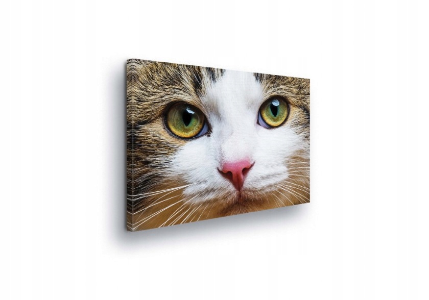 Obraz 100x75 Kočka přiblížení kočičí oči pohled portrét domácí zvíře