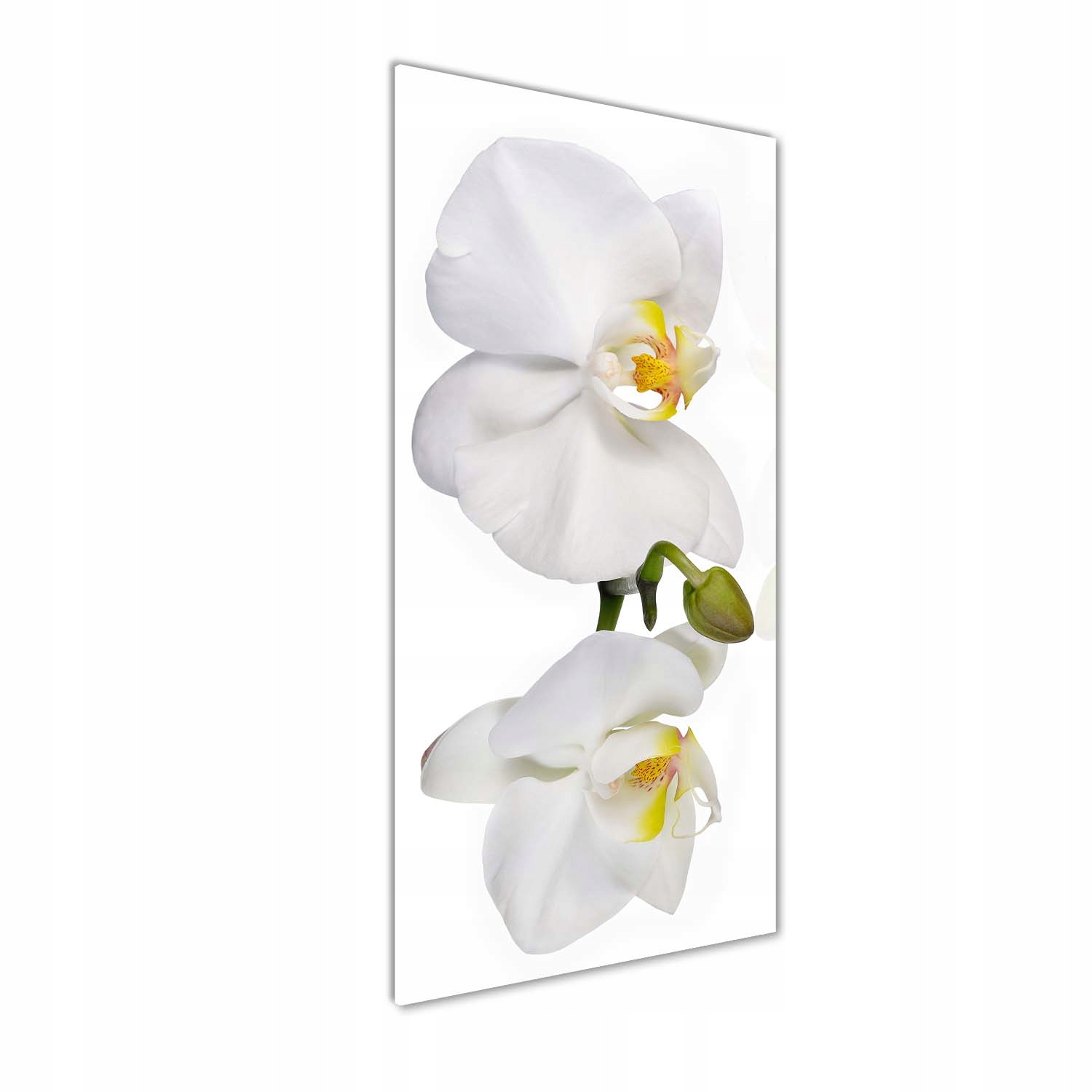 

Foto obraz zdjęcie na szkle Biała orchidea 50x125