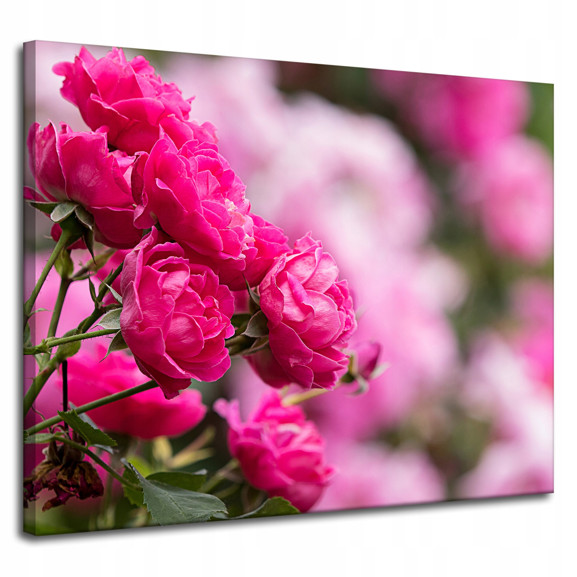 Obraz Canvas Botanika Květy růže purpurové 100x80