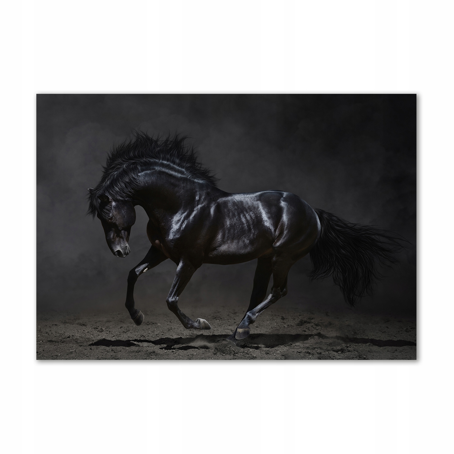 Черный цвет лошади. Лошадь черный. Лошадь на темном фоне. Постер лошадь. Картина черная лошадь.