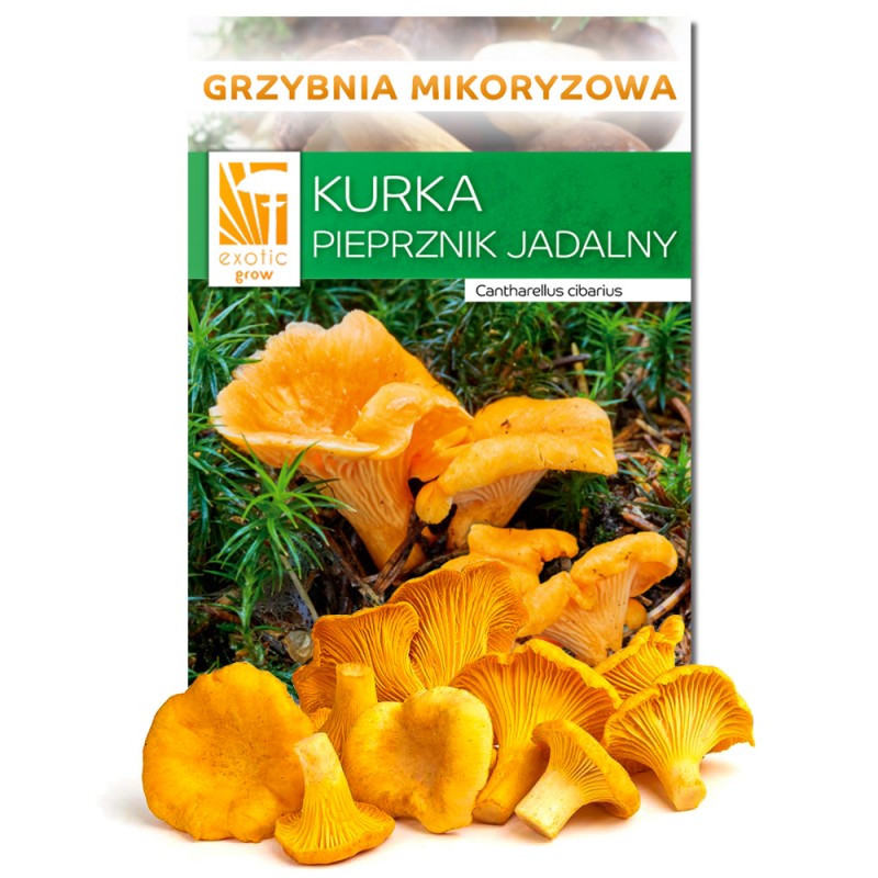 

Grzybnia Kurka Pieprznik Jadalny Hodowla Ogród 150