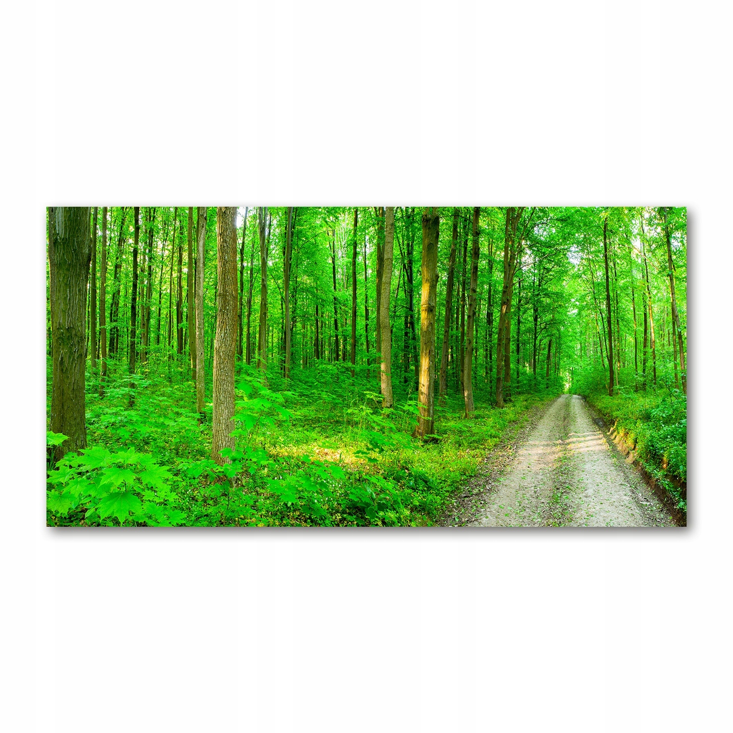 

Foto obraz szkło hartowane Drzewa w lesie 140x70