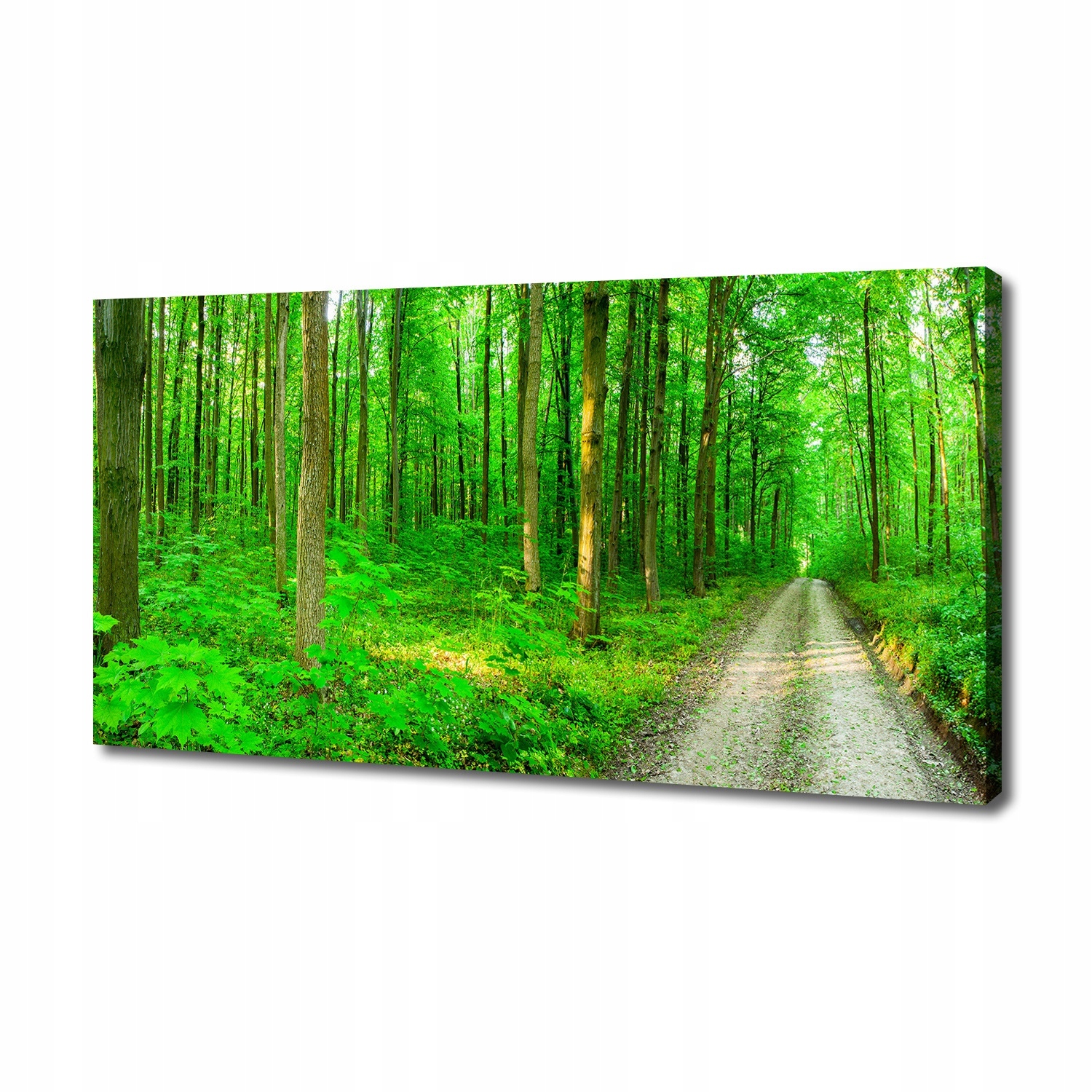 

Foto obraz na płótnie Drzewa w lesie 140x70 cm