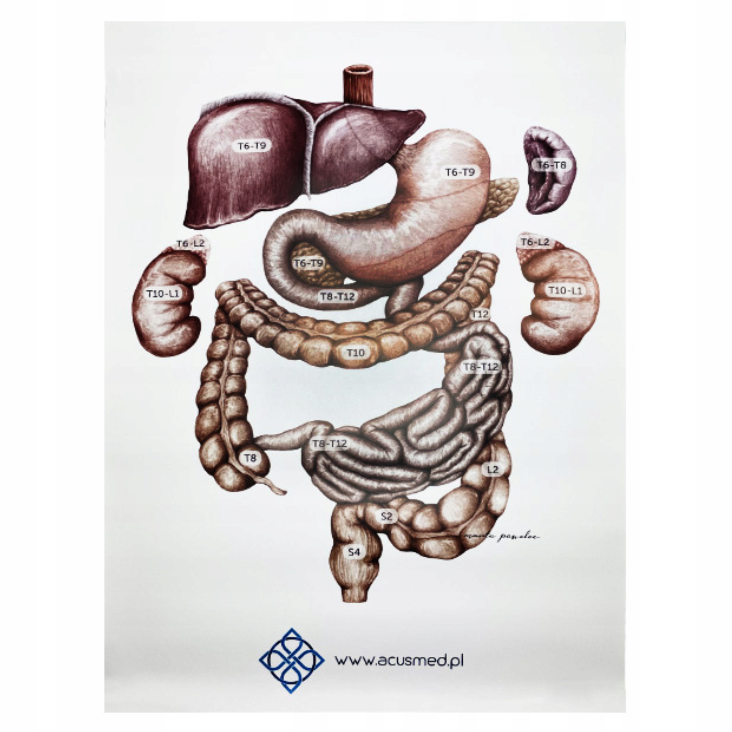 Anatomia Tablica Anatomiczna Układ Trzewny Gabinet