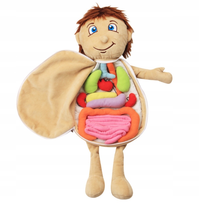 ZABAWKA PLUSZOWA NARZĄDY ANATOMIA ZABAWKI DLA DZIECI MIĘKKA LALKA Wiek dziecka 2 lata +
