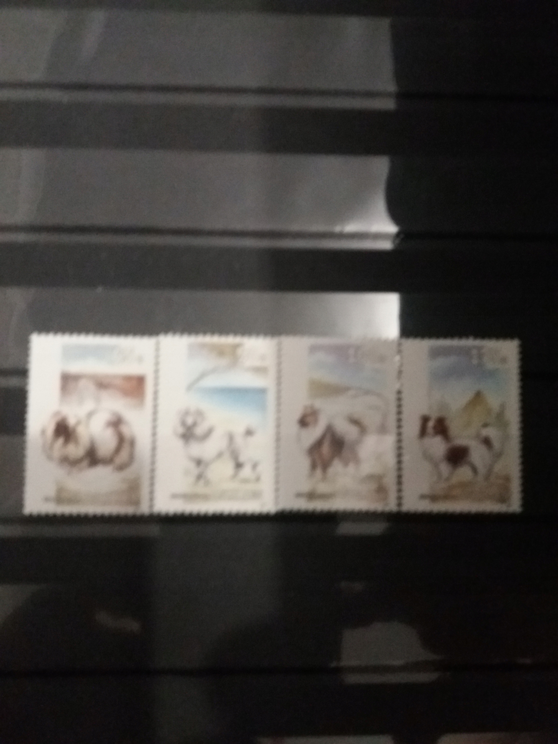 Antyle seria zwierzeta psy