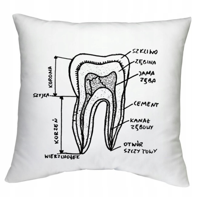 

Poduszka budowa zęba ząb dentysta stomatolog