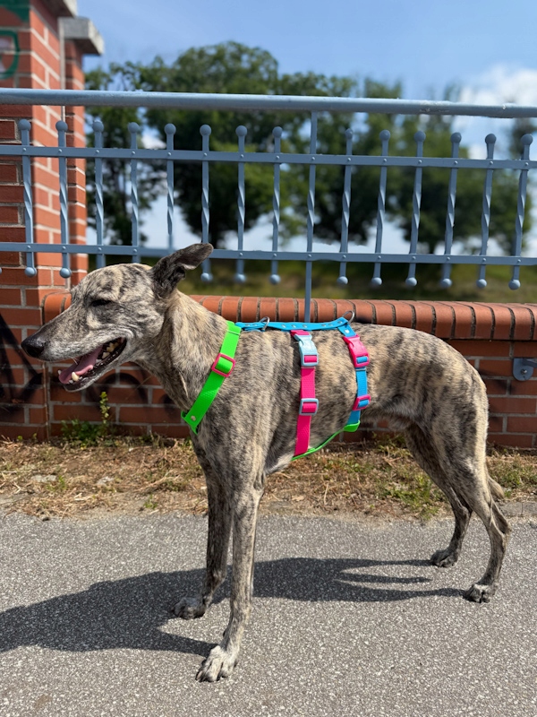 Levně Hexaline protiúnikové postroje Hipster M (Whippet)
