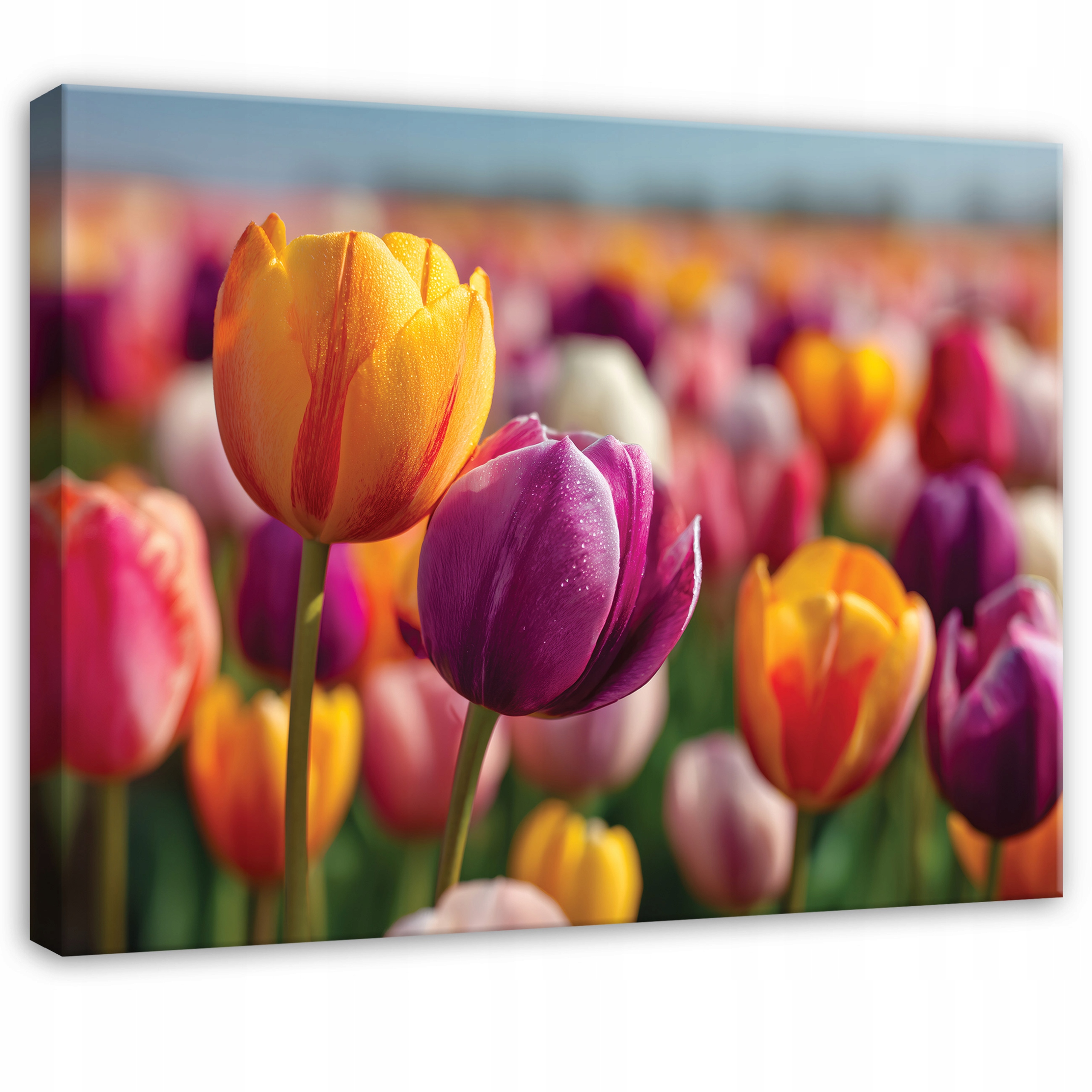 Obraz Květiny Tulipány Příroda Louka Do Ložnice Obývacího Pokoje Na Plátně 100x70