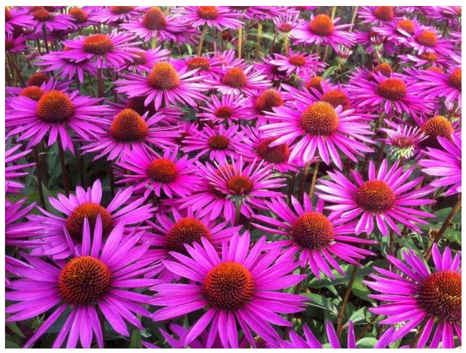 Rudbekia Echinacea Purpurová (Echinacea Purpurea) medonosné semená 50 ks