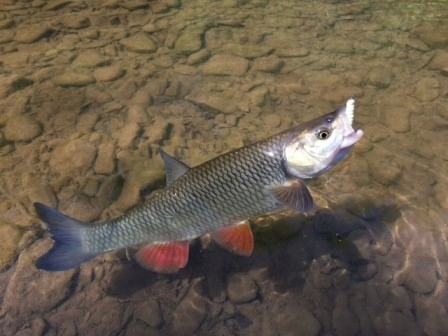 Zestaw Larwa 35mm mix. 12szt - zapach ser Marka Libra Lures