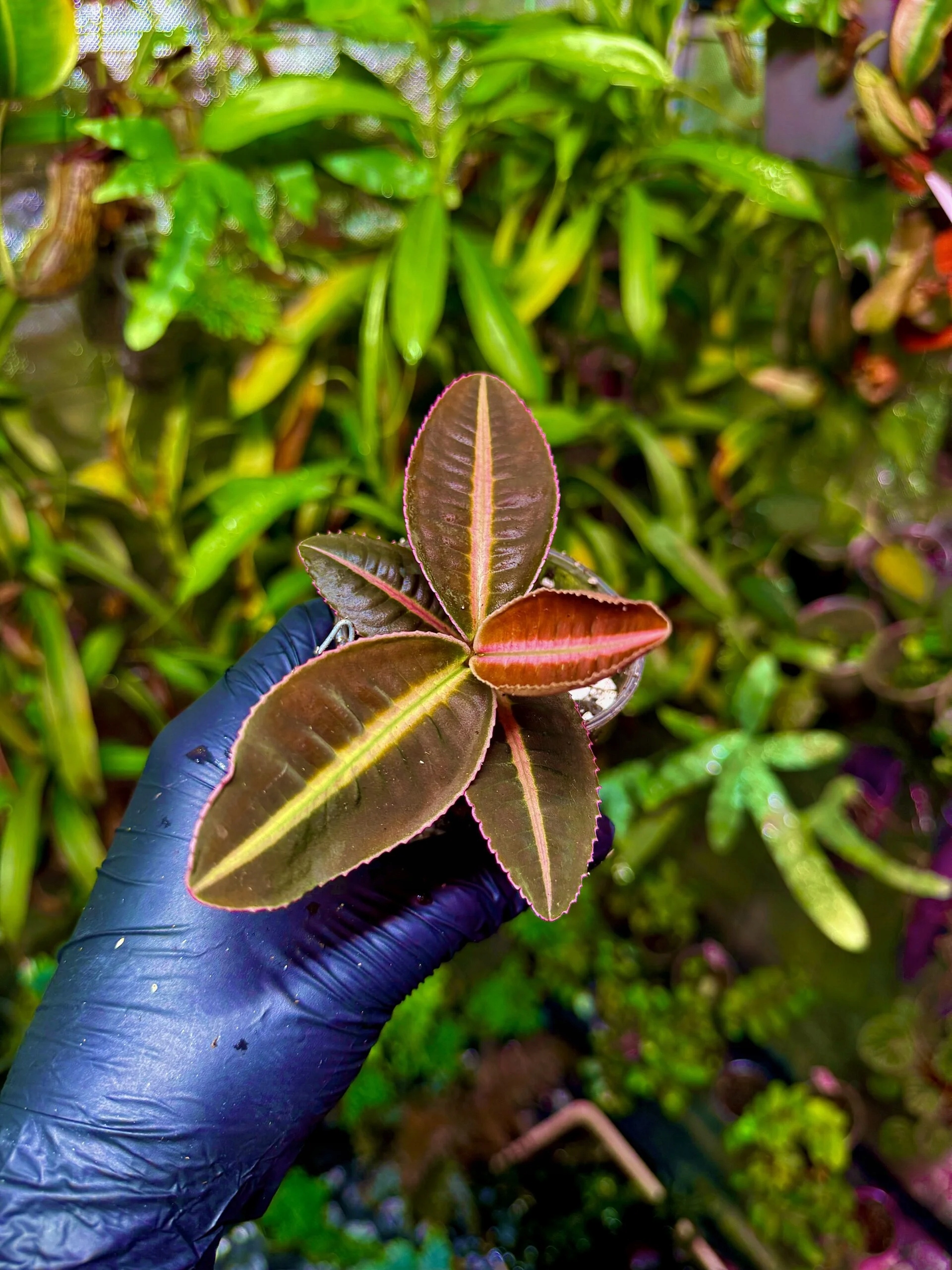 Levně Emblemantha urnulata „Veinless Fluo – Yellow“ rostlina do terária