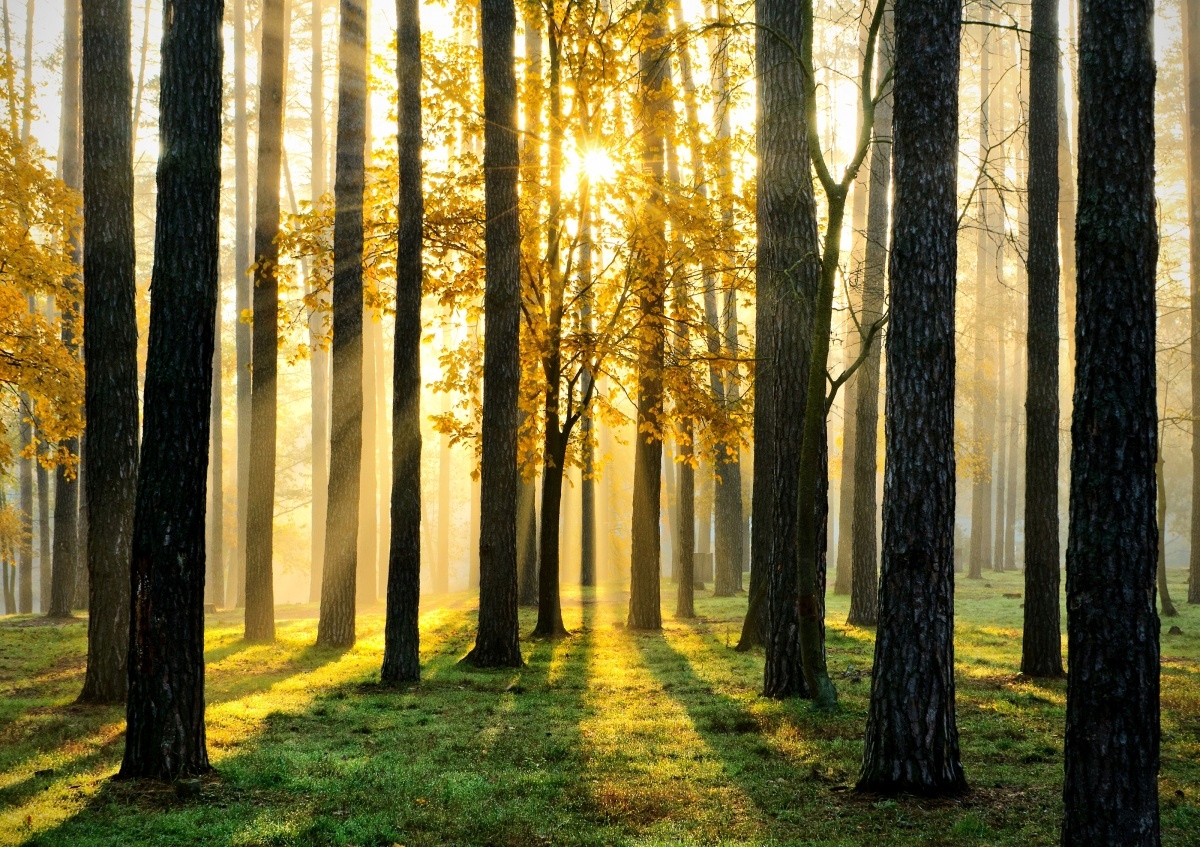 

Fototapeta Flizelinowa Las o poranku 208x146