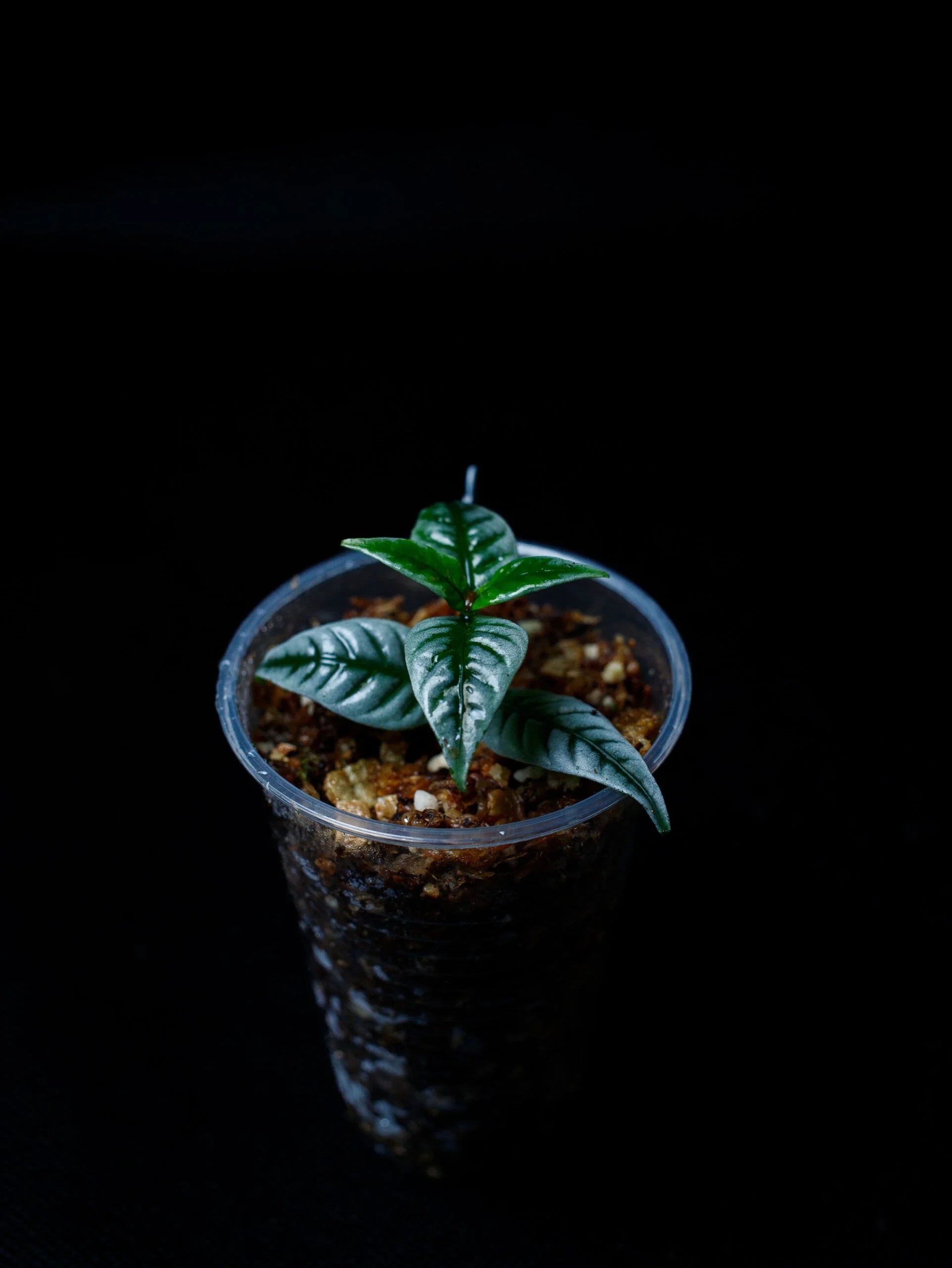 Pilea sp. „Silver“ stříbrné listy rostlina do terária paludárium