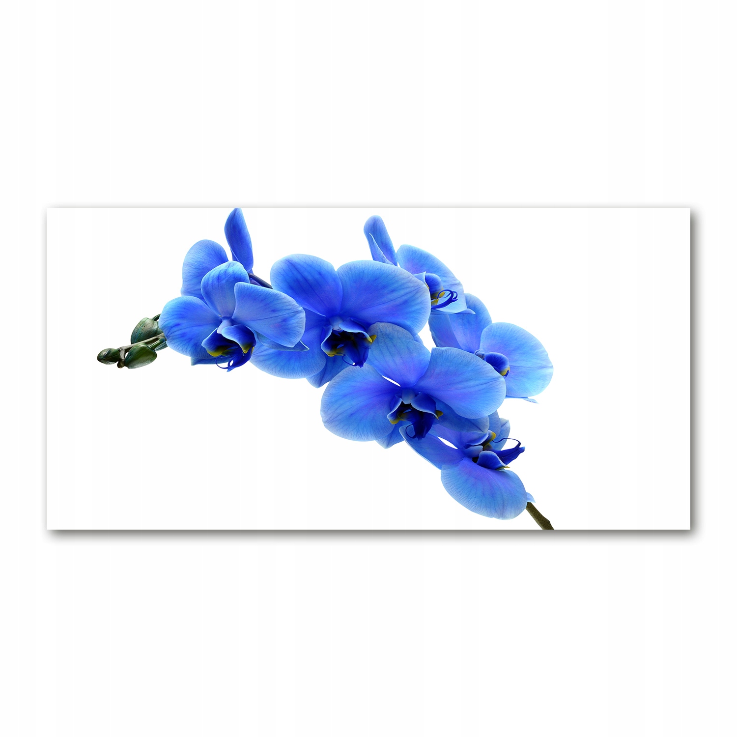 

Foto obraz akrylowy Niebieska orchidea 140x70 cm