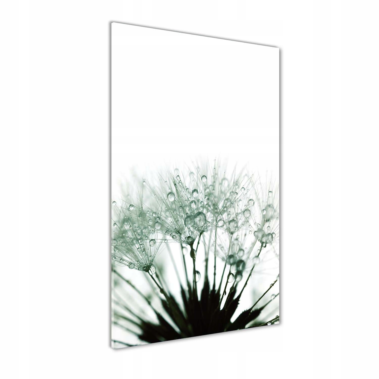 

Foto obraz na szkle Nasiona dmuchawca 60x120 cm