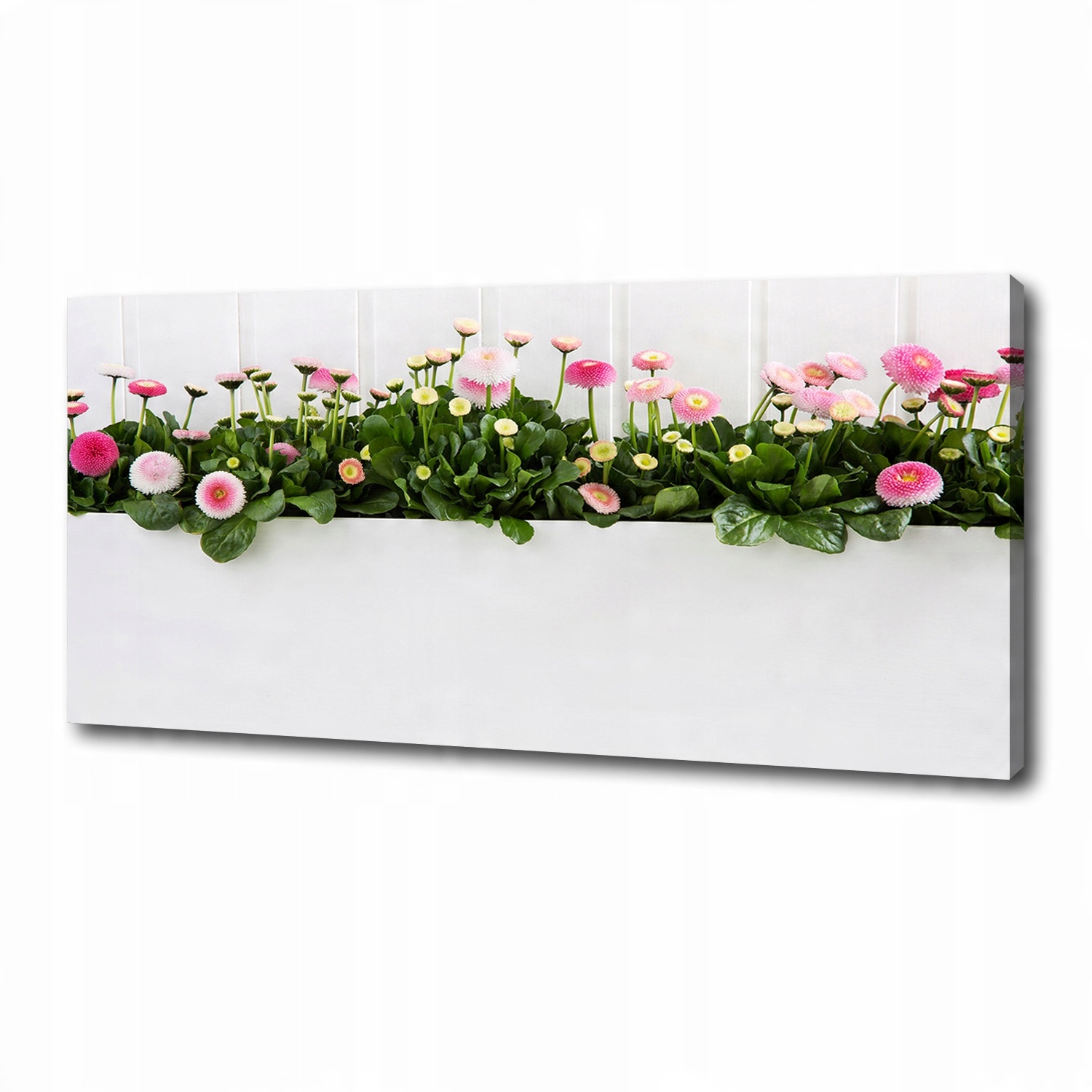 

Foto obraz na płótnie Różowe stokrotki 125x50 cm