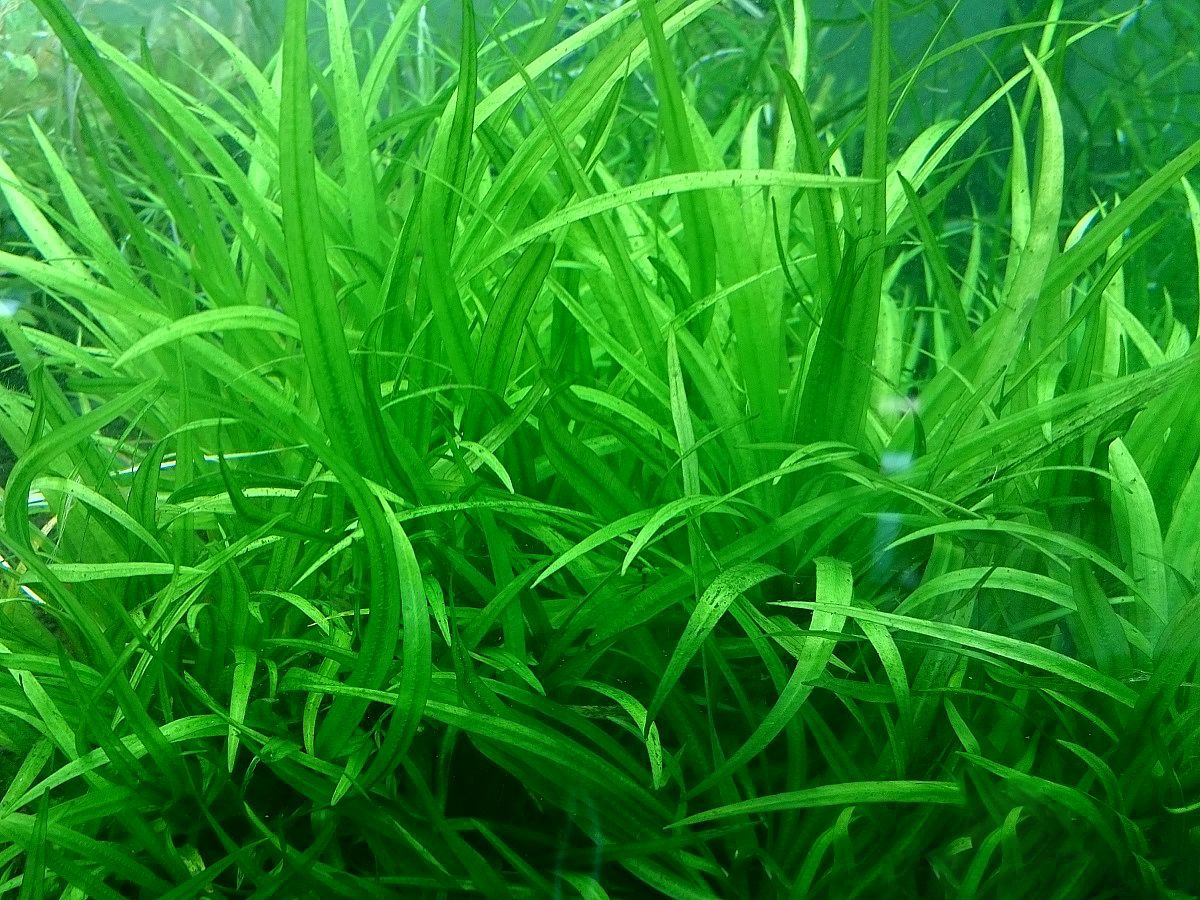 ECHINODORUS LATIFOLIUS-разведение под водой