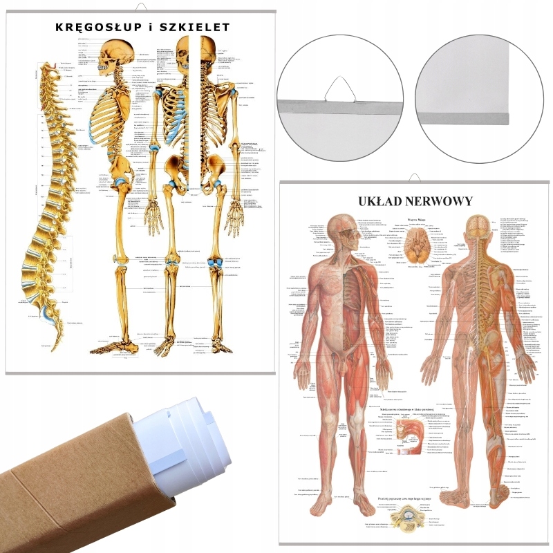 Plansze tablice anatomiczne Szkielet I Nerwy Pl