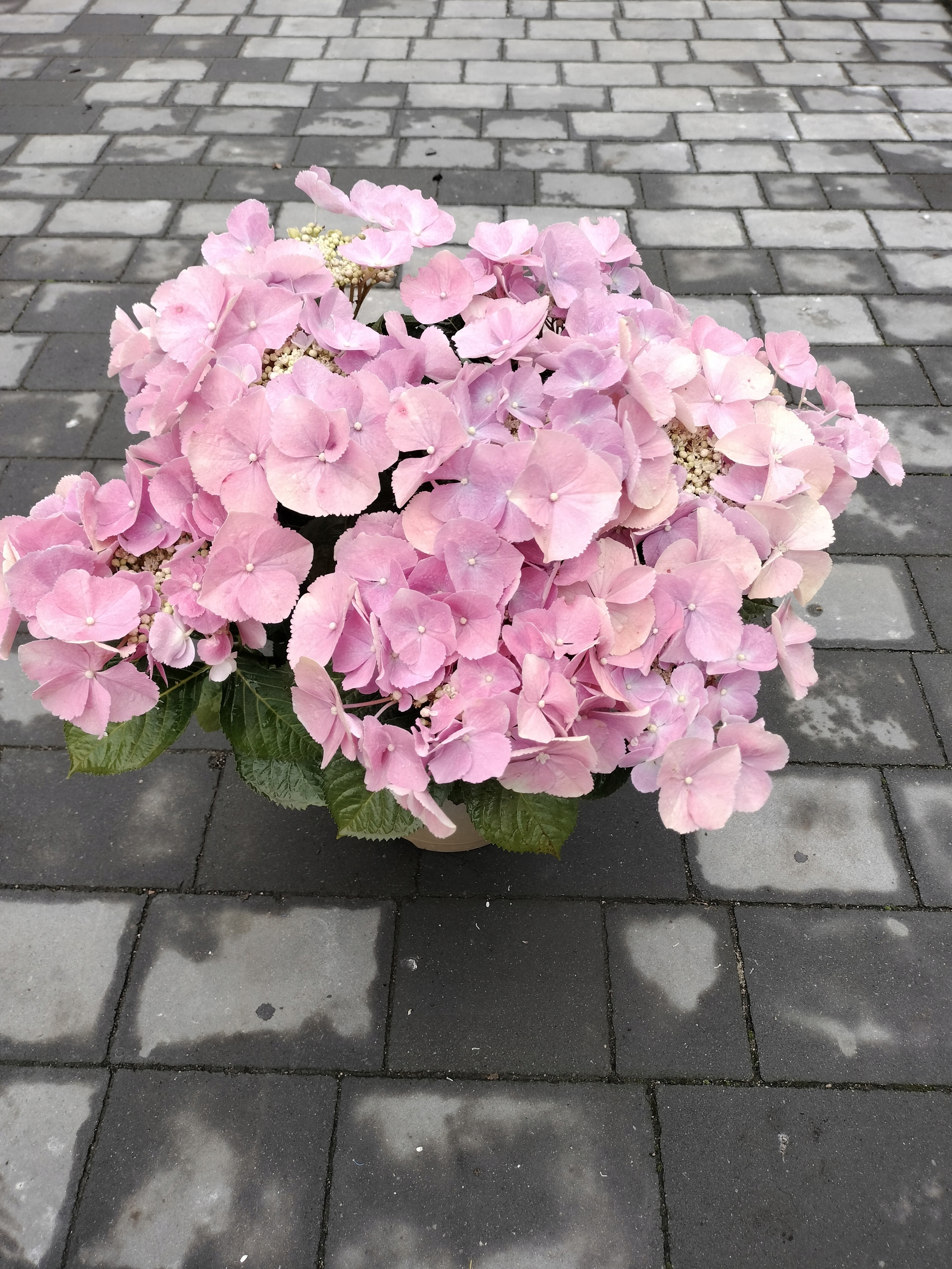 Hortensja Frisbee Pink XXL DUŻA SADZONKA 5L Styl ogród nowoczesny ogród wiejski