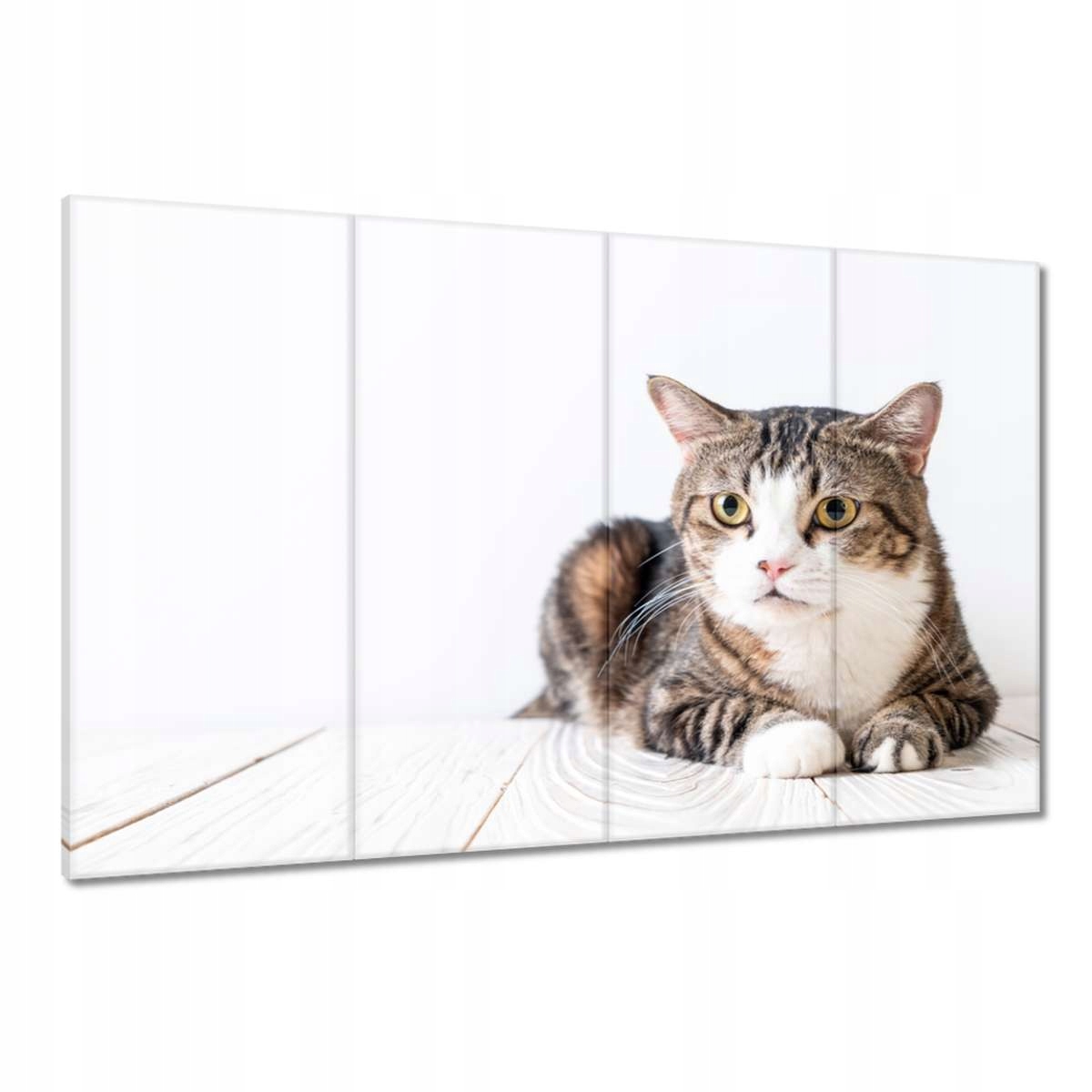 Obrazy 120x80 Kočka Kotě Kočky