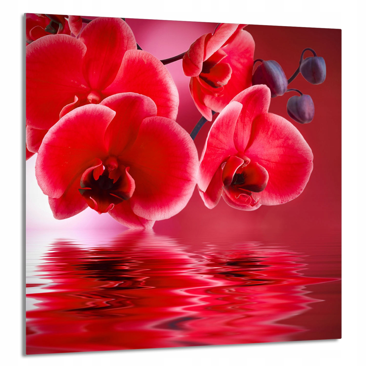 Skleněný Panel Do Kuchyně 60x65 Orchidej Tvrzené Sklo