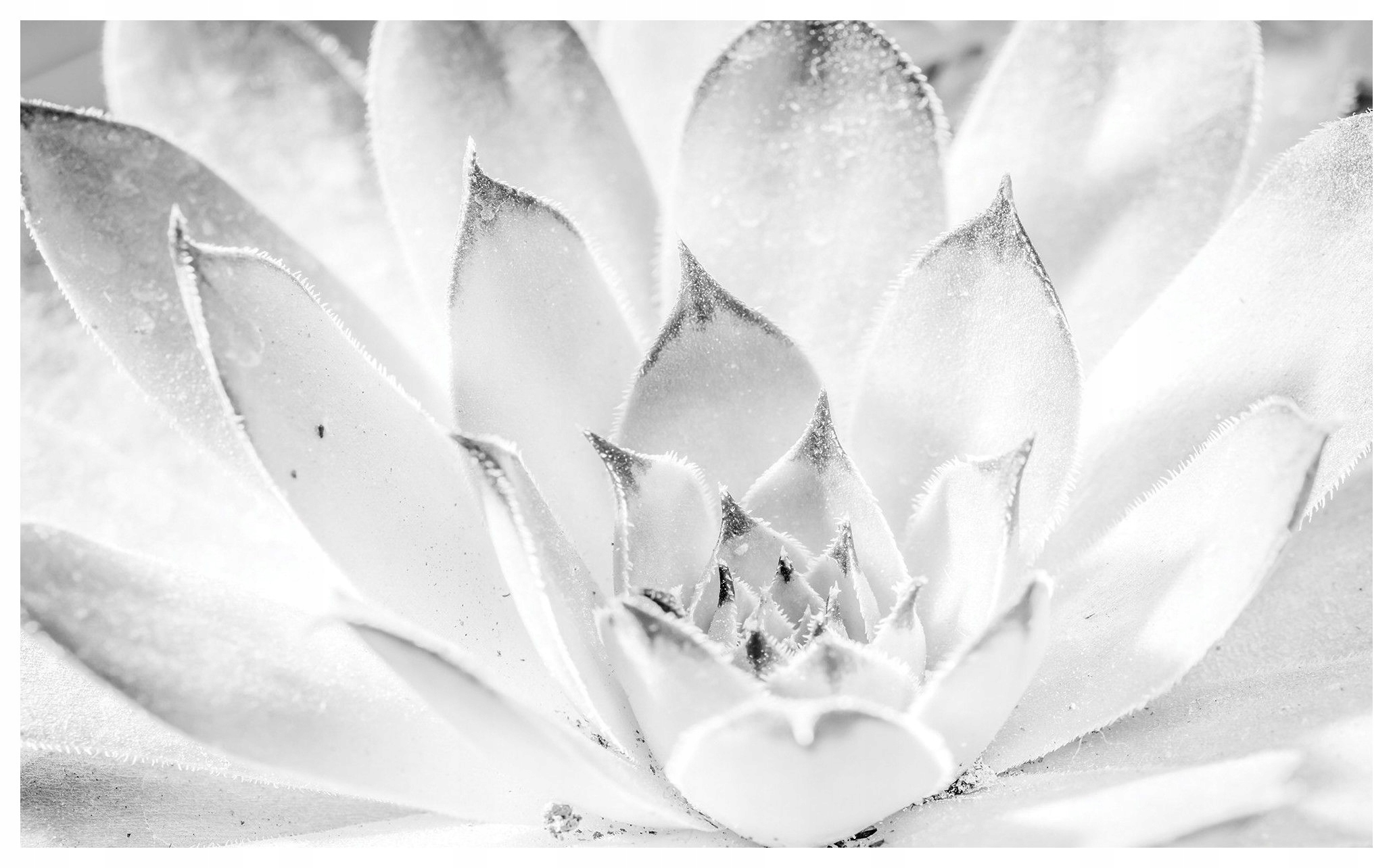 Fototapeta Šedé Sukulenty Abstrakce Listy Vzor Textura 368x254 lepidlo