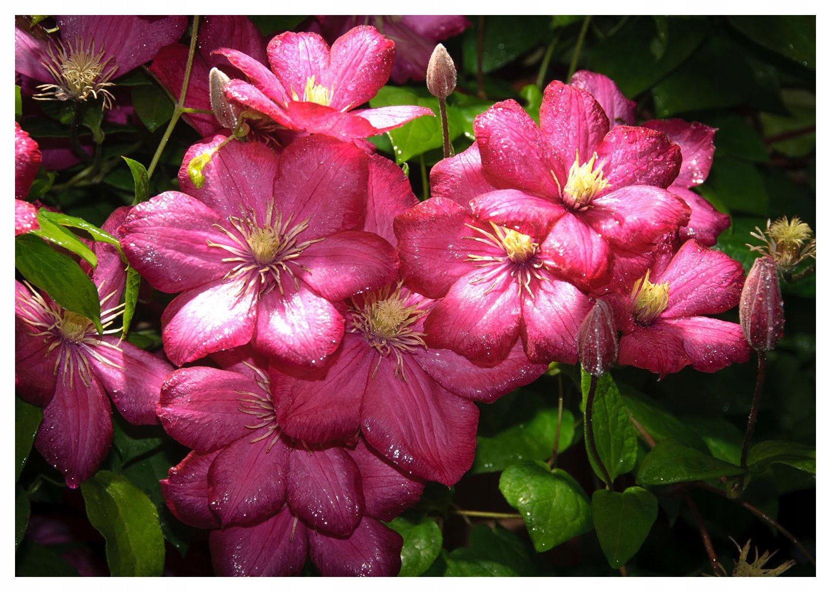 Vliesová fototapeta Klematis růžová kapky makro rosy 416x254 lepidlo